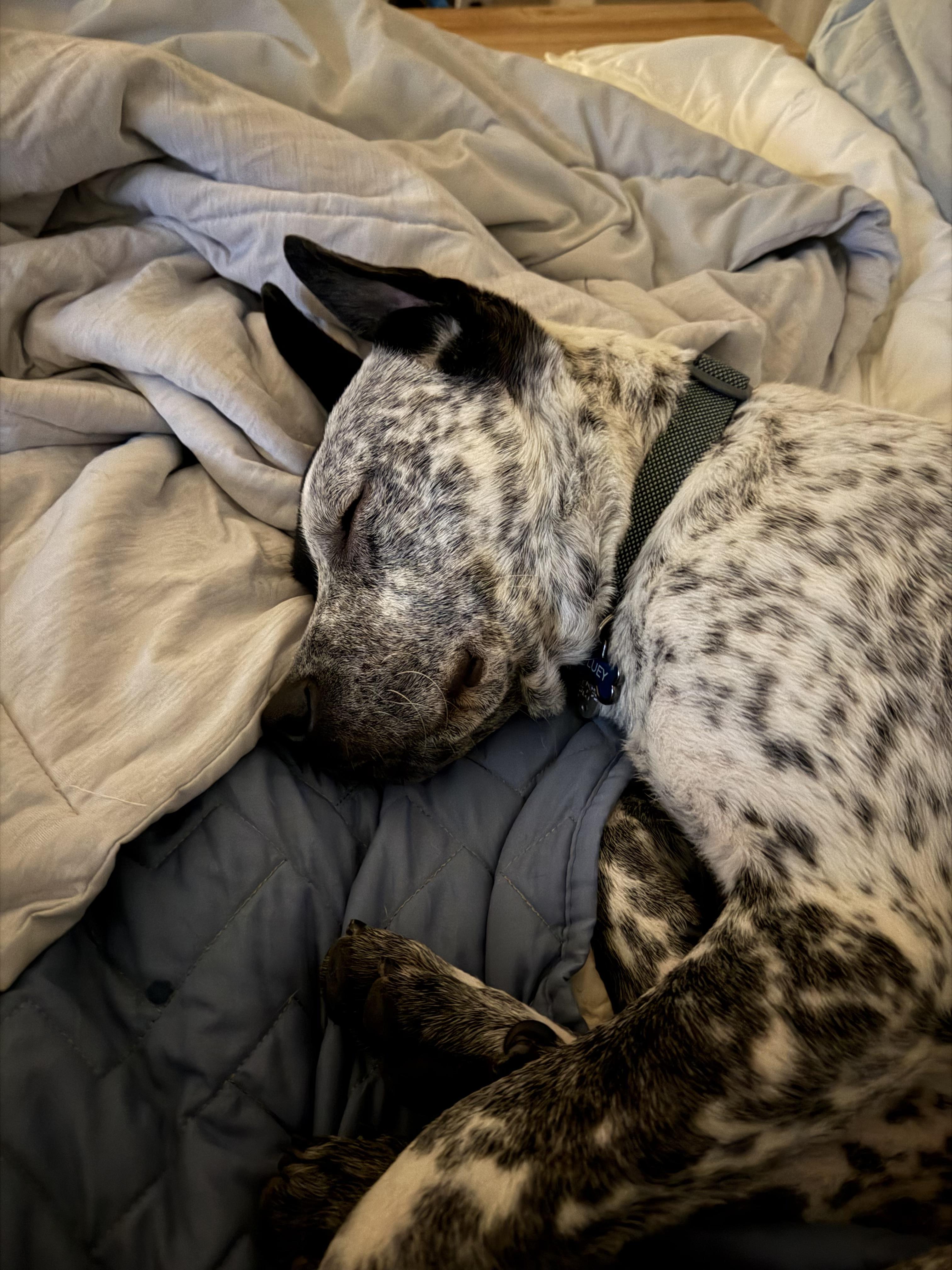 Enlarge Bluey Boy, a Adoptable mixed breed in Davidson, NC image 3/6