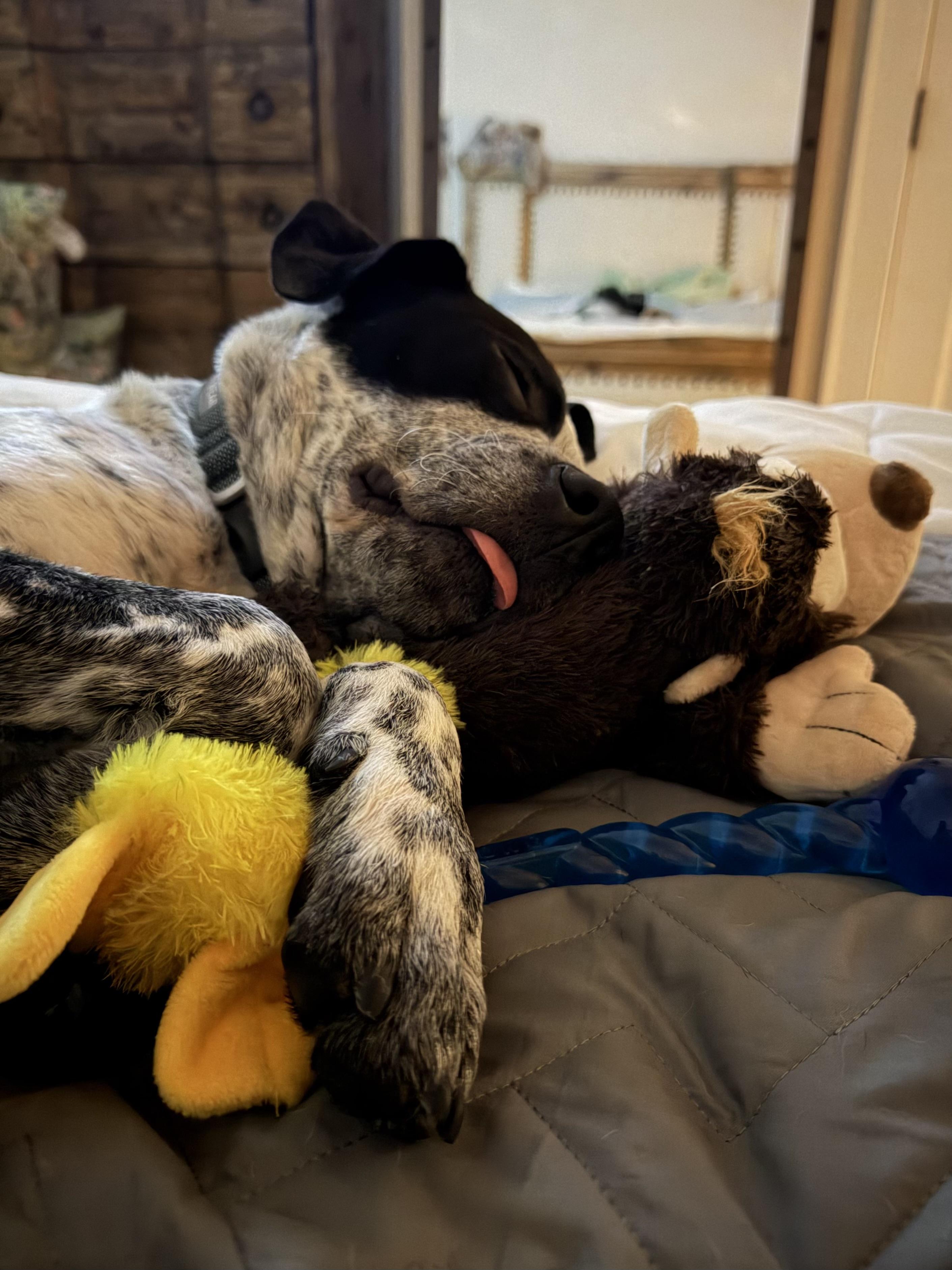 Enlarge Bluey Boy, a Adoptable mixed breed in Davidson, NC image 4/6