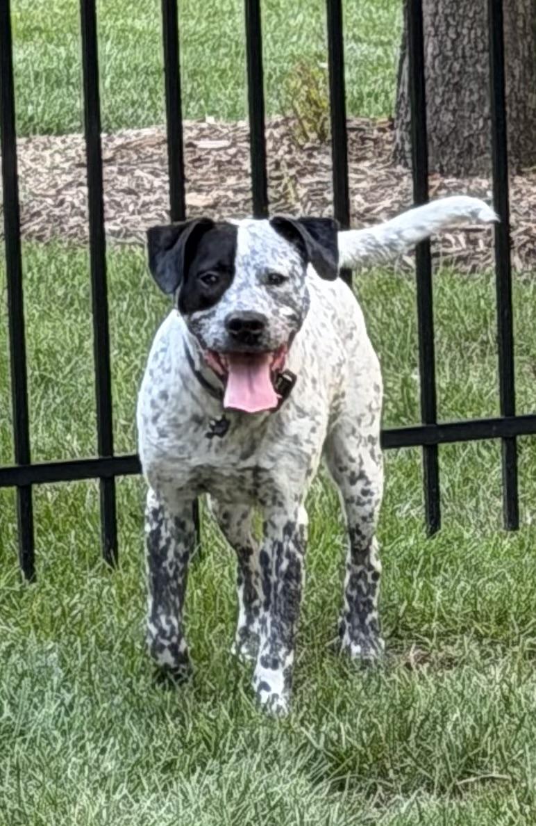 Enlarge Bluey Boy, a Adoptable mixed breed in Davidson, NC image 1/6