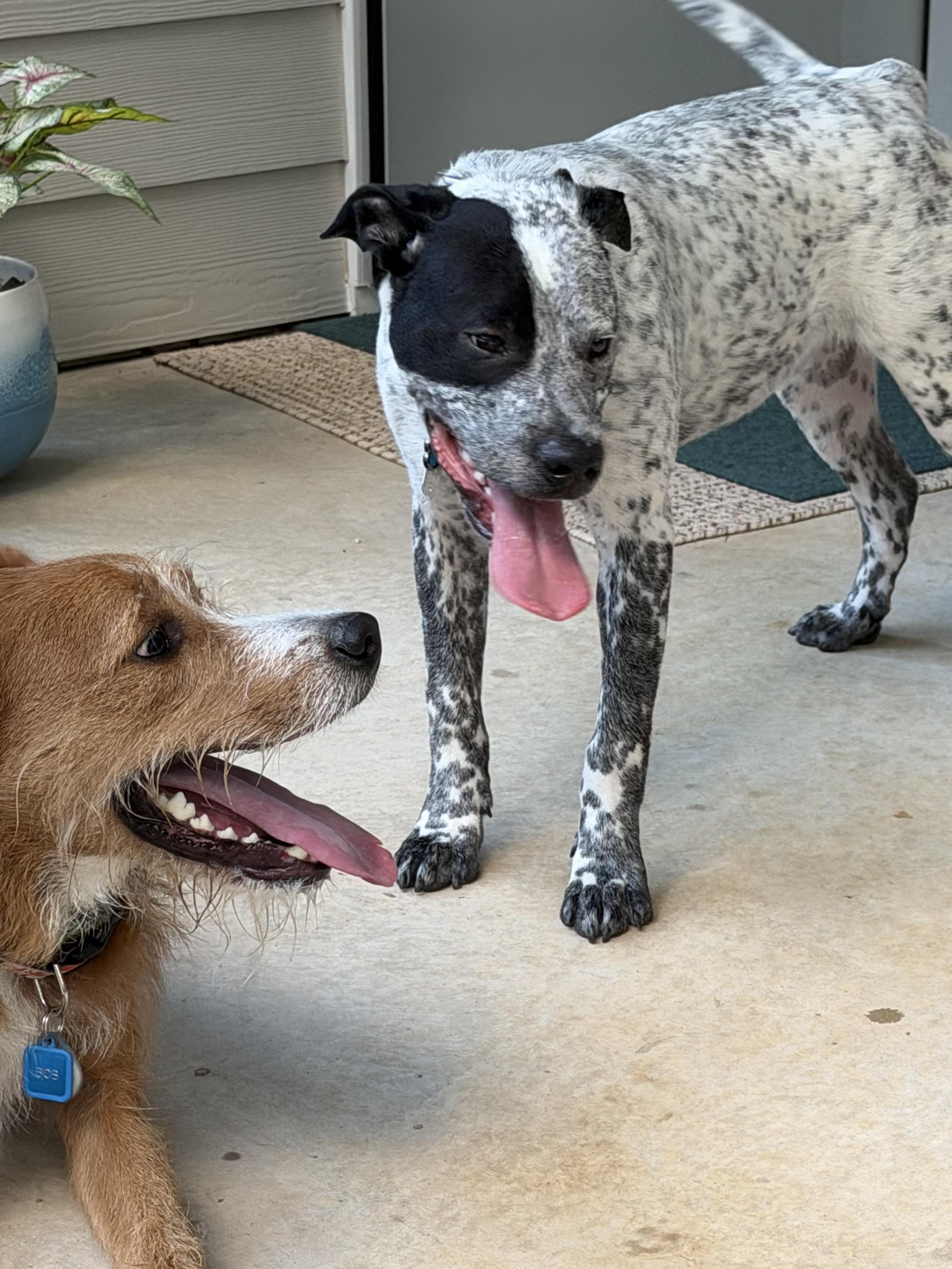 Enlarge Bluey Boy, a Adoptable mixed breed in Davidson, NC image 5/6