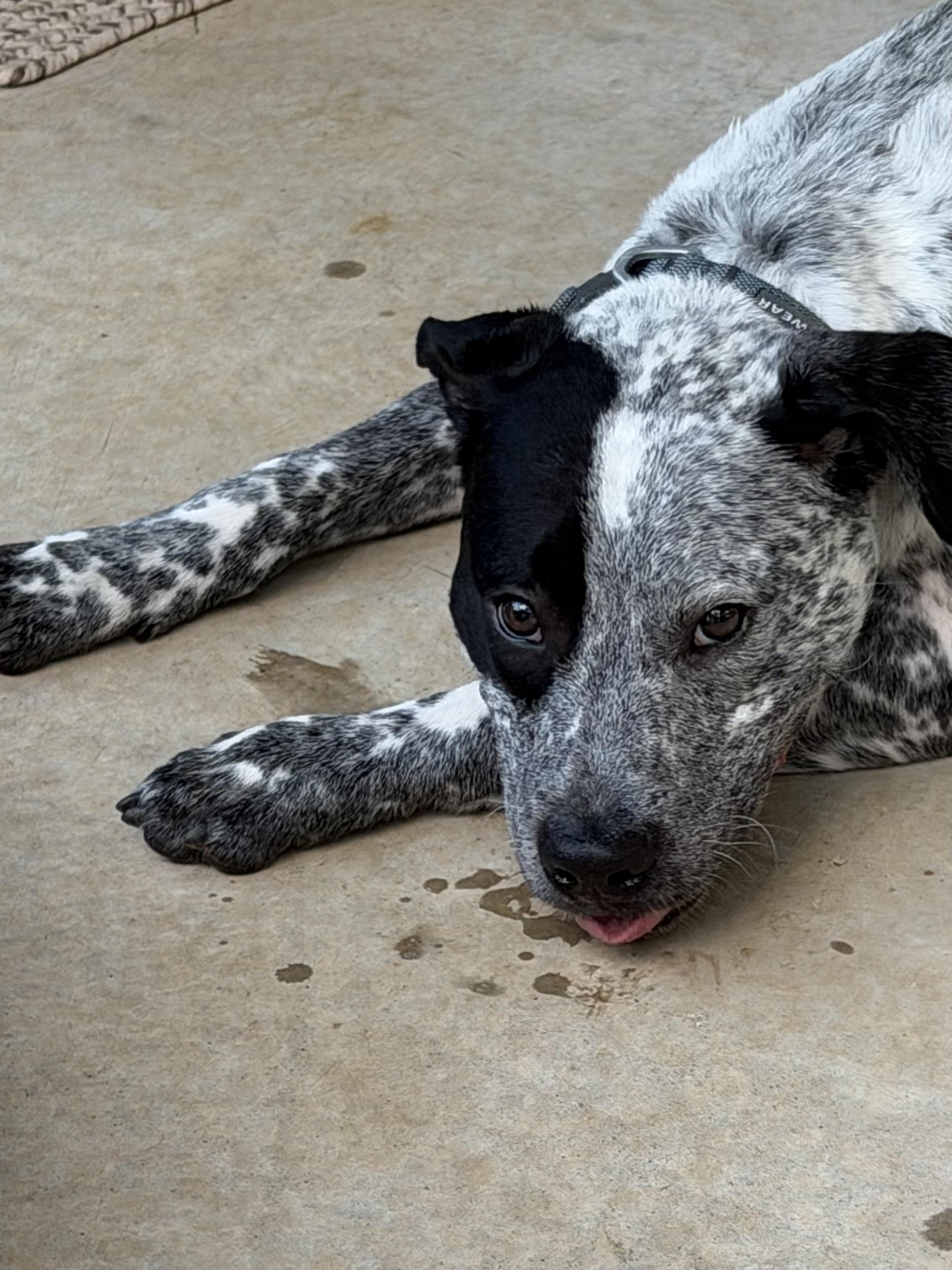 Enlarge Bluey Boy, a Adoptable mixed breed in Davidson, NC image 2/6