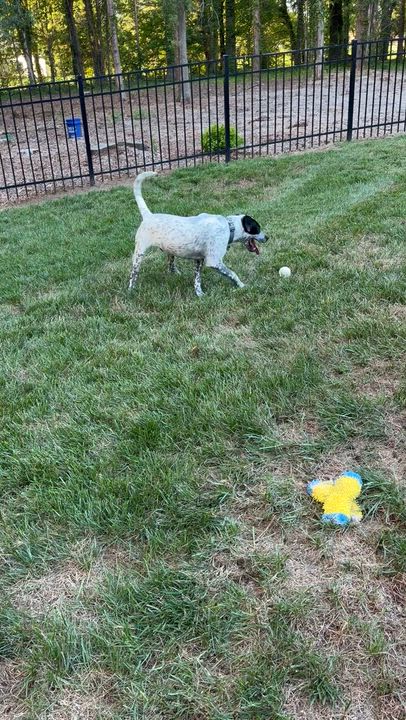 Enlarge Bluey Boy, a Adoptable mixed breed in Davidson, NC video 6/6