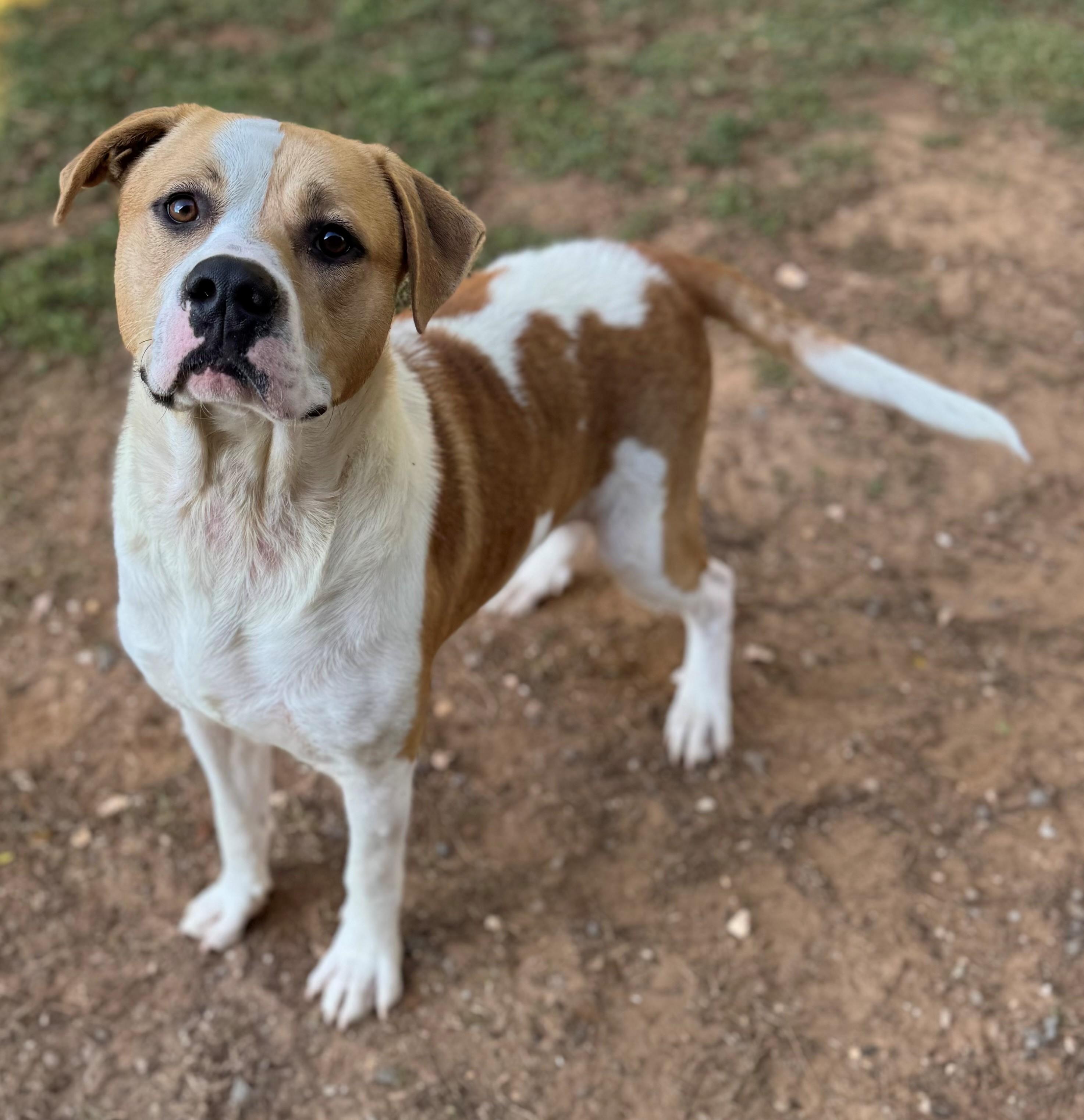 Woody, ADOPTABLE, Adult Male Mixed Breed.
