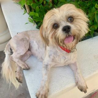 ROCKO, a Adoptable Lhasa Apso image 4/5