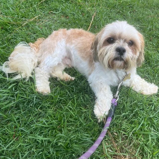 ROCKO, a Adoptable Lhasa Apso image 3/5