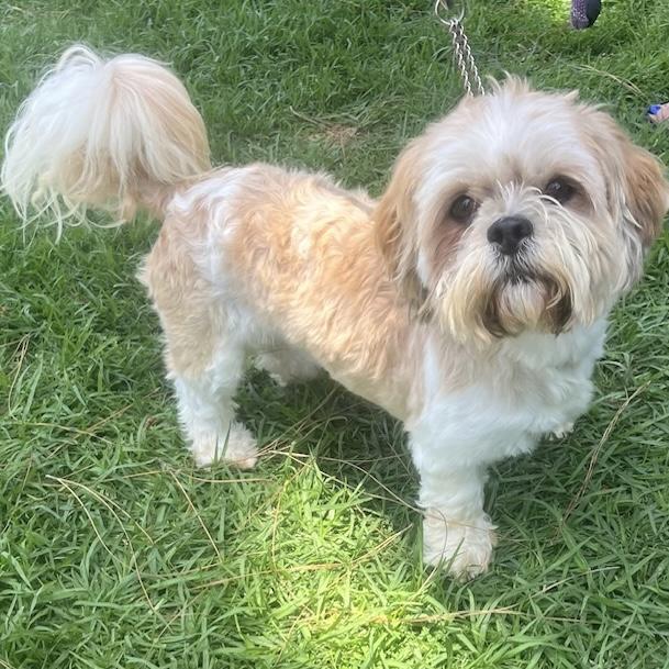 ROCKO, a Adoptable Lhasa Apso image 2/5