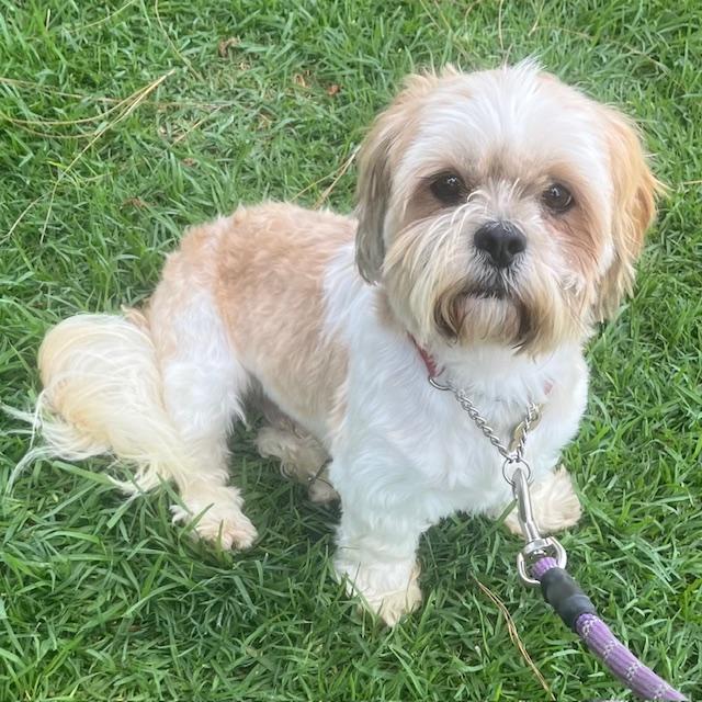 ROCKO, a Adoptable Lhasa Apso image 5/5