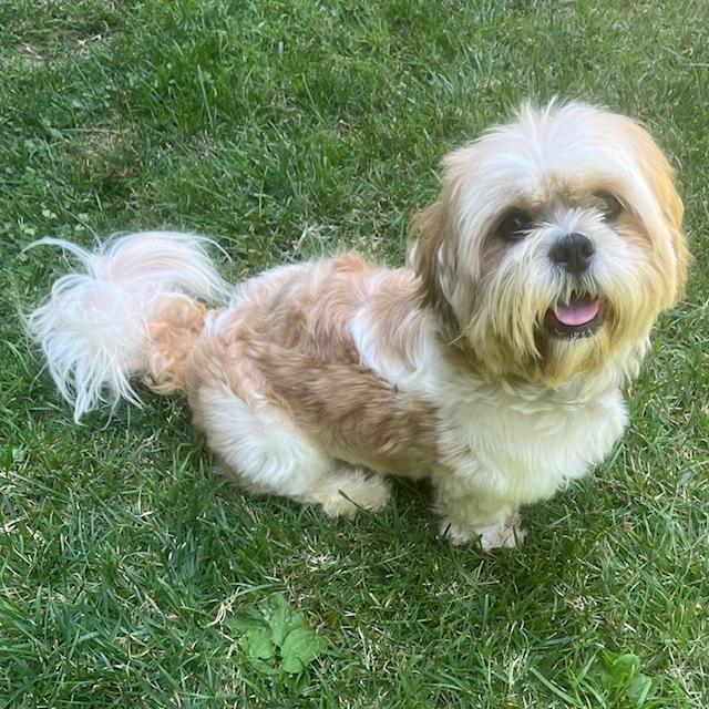 ROCKO, Adoptable, Young Male Lhasa Apso.