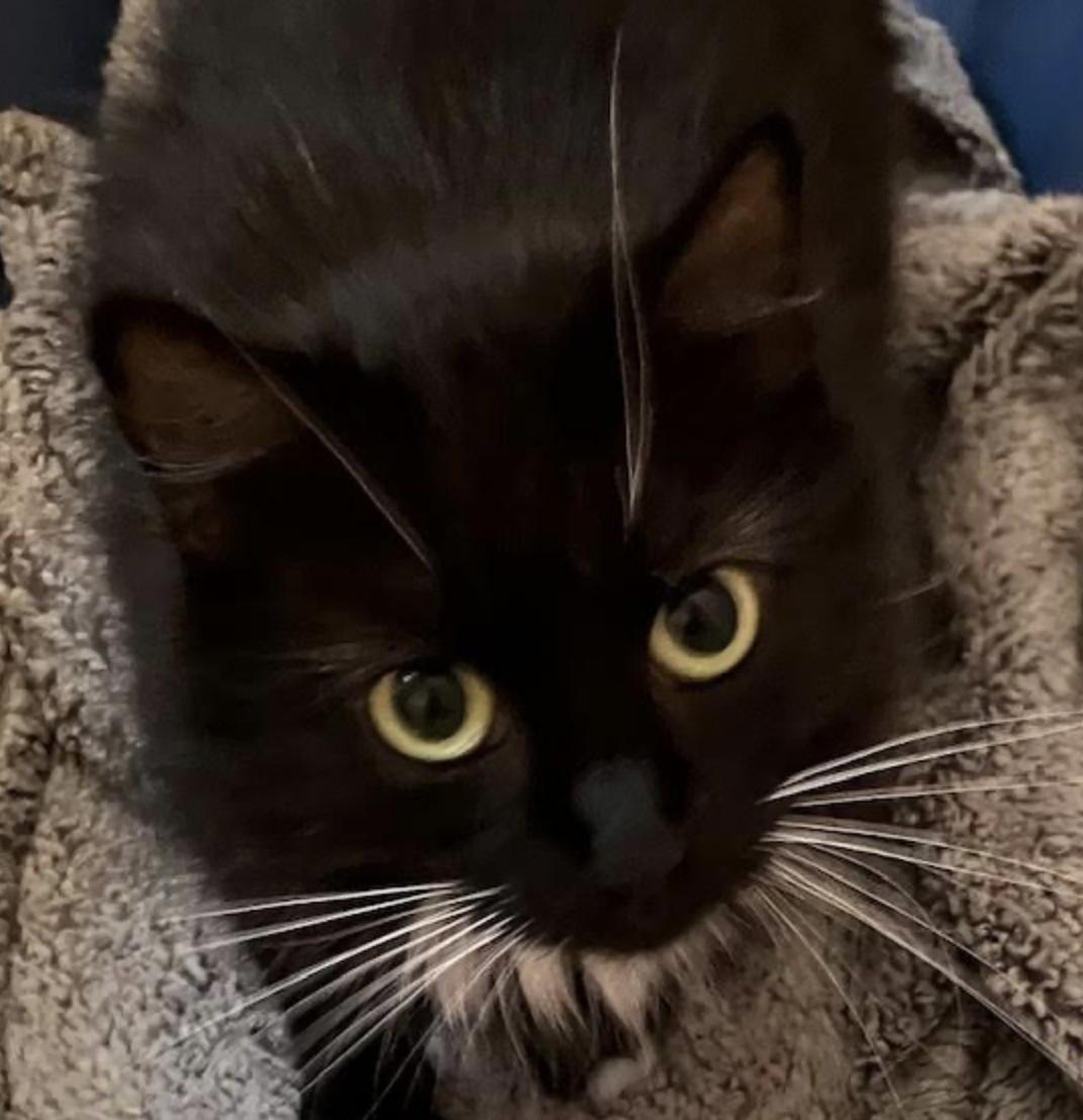 Socks, ADOPTABLE, Young Female Domestic Medium Hair.