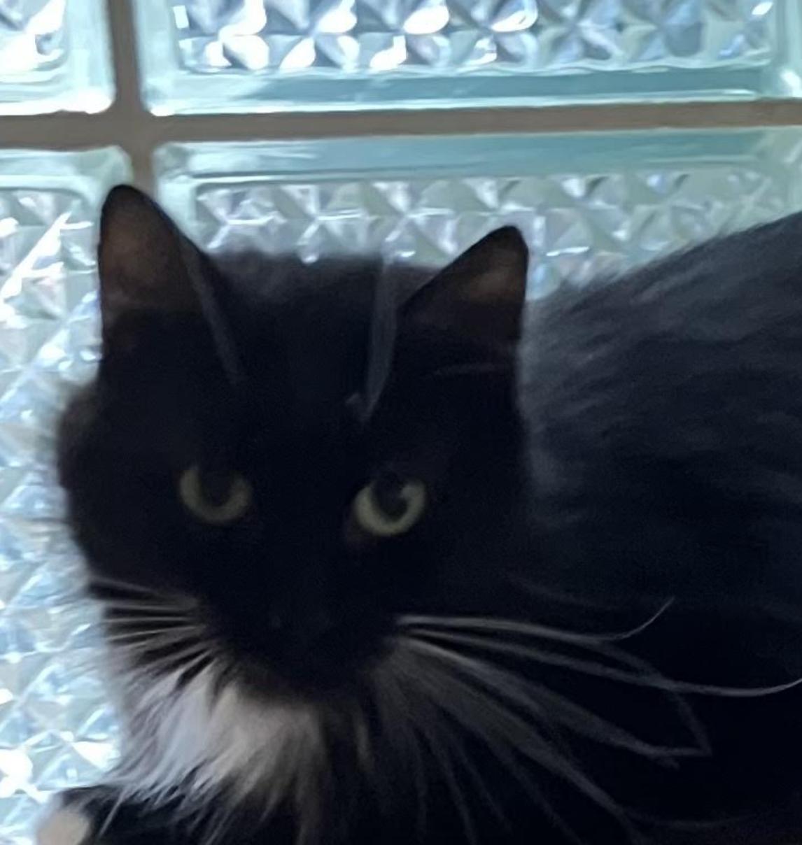 Socks, a ADOPTABLE Domestic Medium Hair in Cincinnati, OH image 2/2