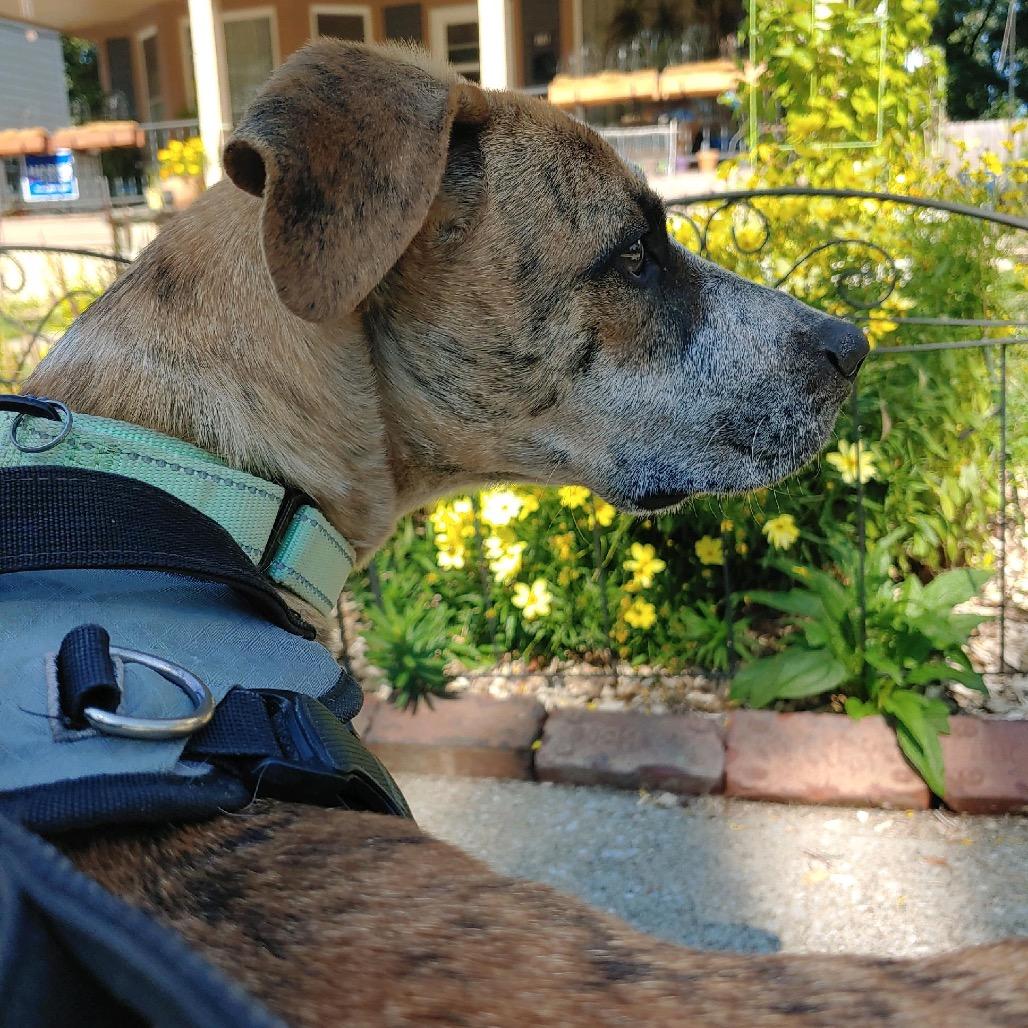 Enlarge Spot, a Adoptable mixed breed in Avon, OH image 2/6