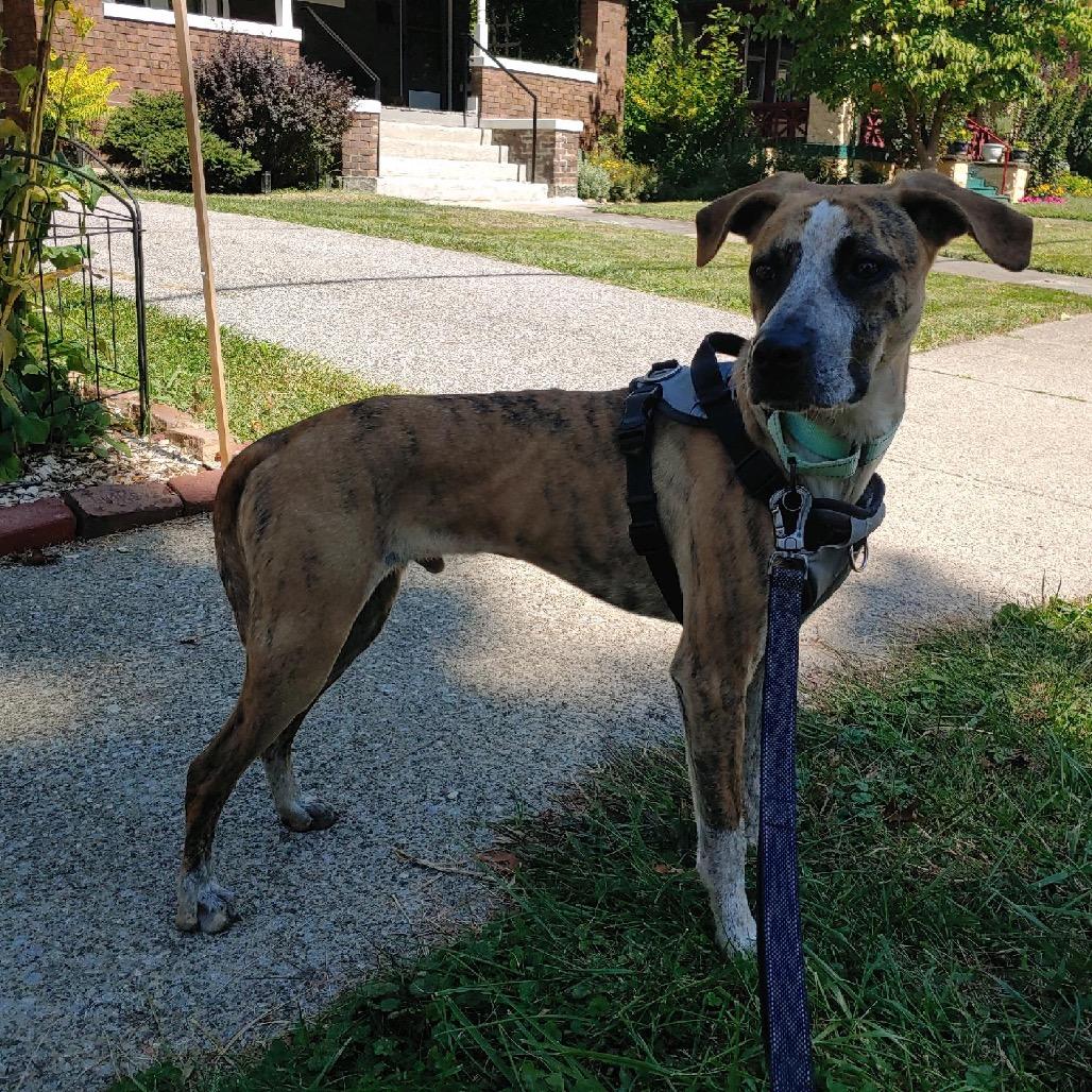 Enlarge Spot, a Adoptable mixed breed in Avon, OH image 3/6