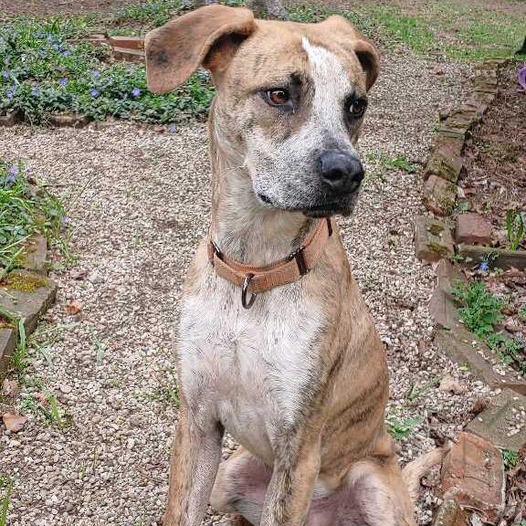 Enlarge Spot, a Adoptable mixed breed in Avon, OH image 4/6