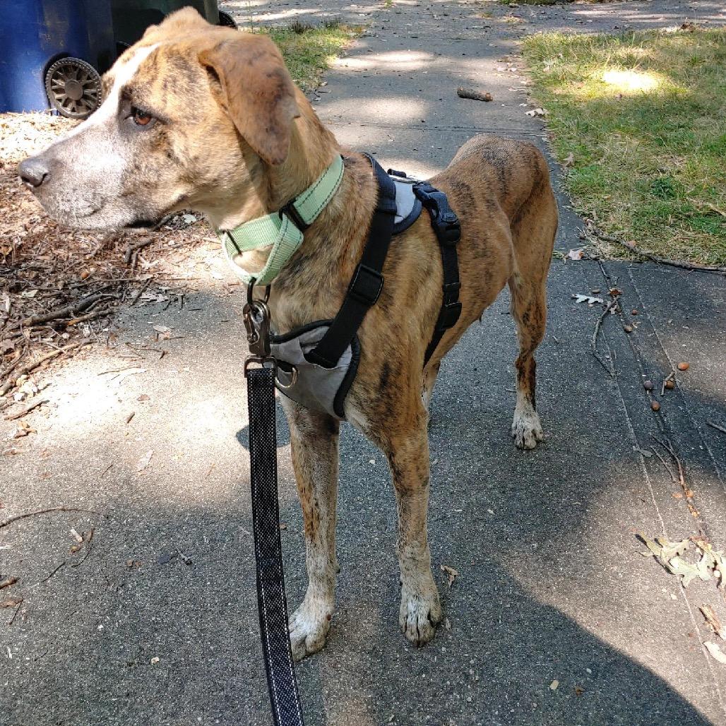 Enlarge Spot, a Adoptable mixed breed in Avon, OH image 5/6