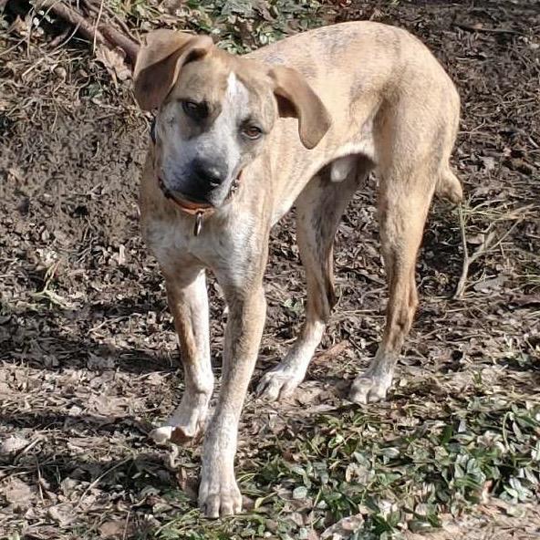 Enlarge Spot, a Adoptable mixed breed in Avon, OH image 6/6