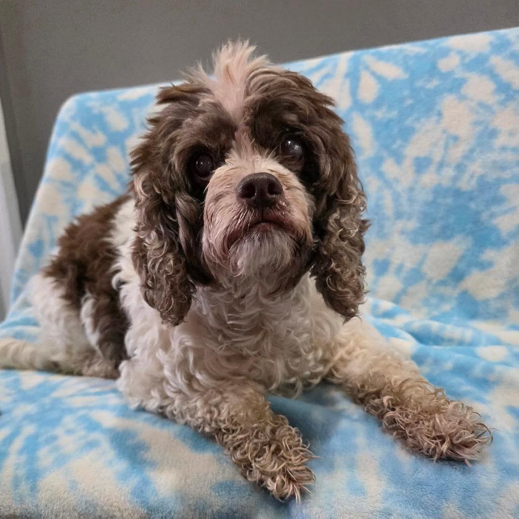 Enlarge Figgy, a Adoptable Cocker Spaniel in Jackson, MO image 2/6