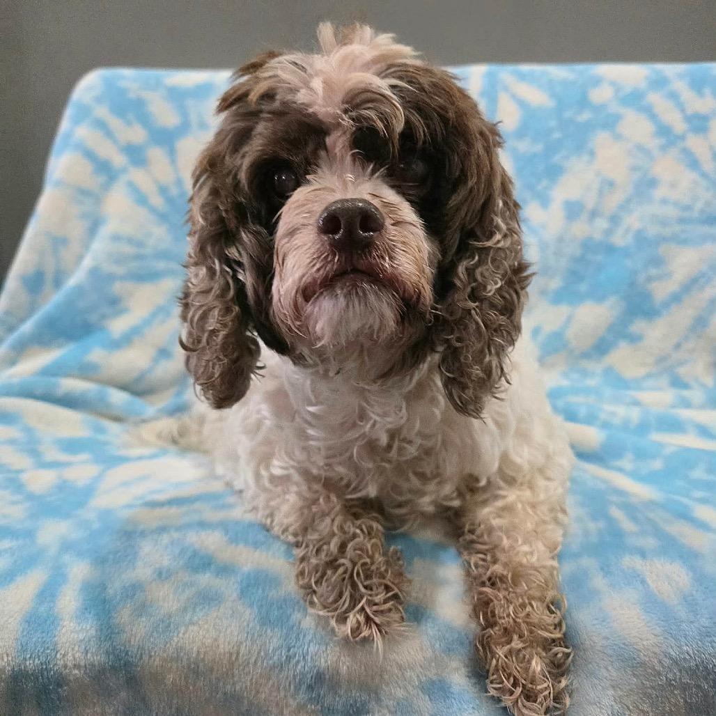 Enlarge Figgy, a Adoptable Cocker Spaniel in Jackson, MO image 3/6