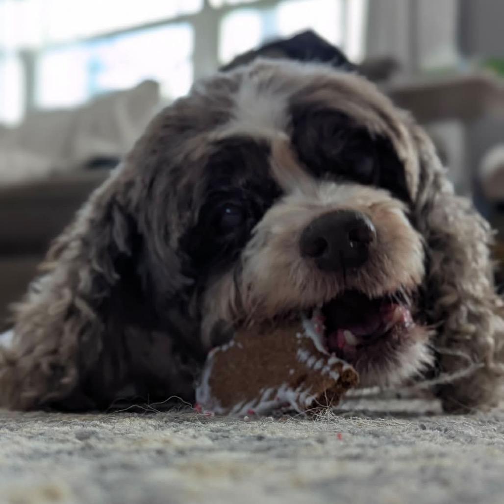 Enlarge Figgy, a Adoptable Cocker Spaniel in Jackson, MO image 5/6