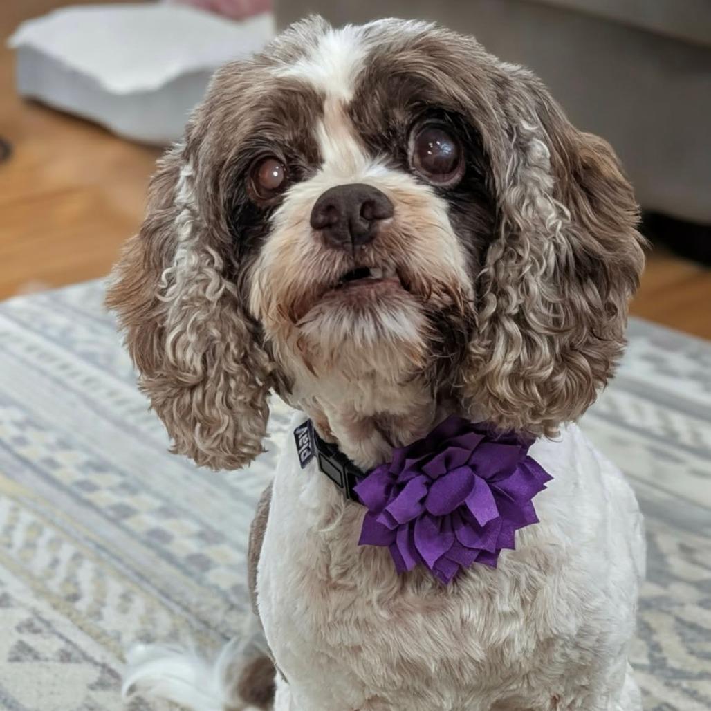 Enlarge Figgy, a Adoptable Cocker Spaniel in Jackson, MO image 6/6