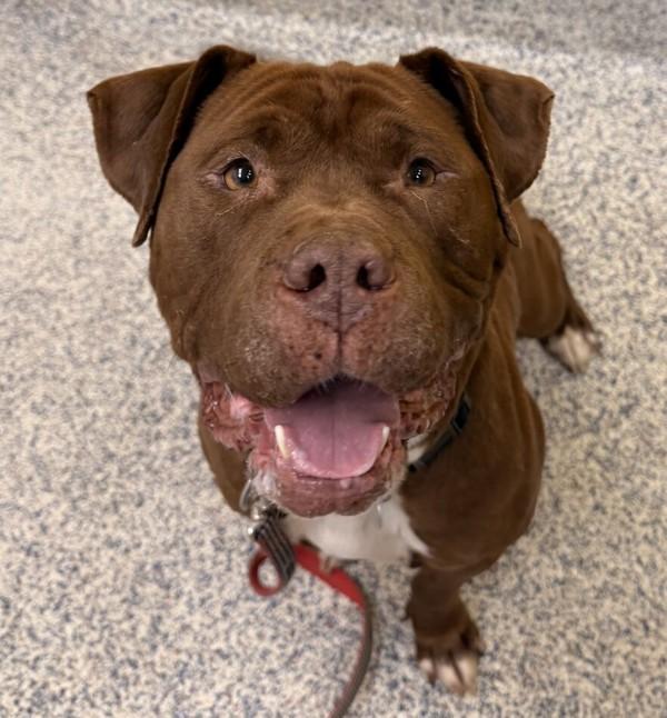 Zenith, Adoptable, Adult Female Pit Bull Terrier.