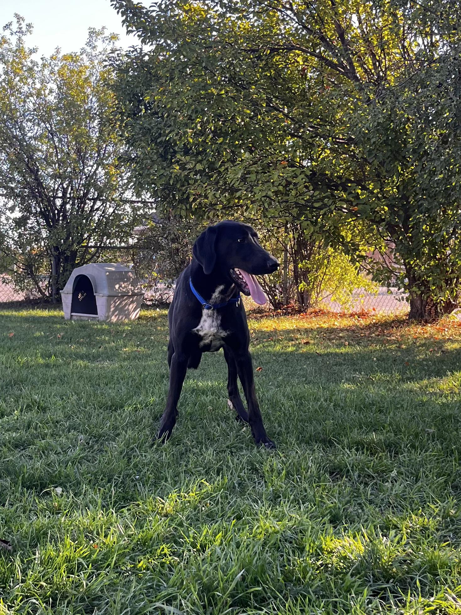 Nebula - Looking for Foster!!, an adoptable Mastiff, German Shorthaired Pointer in Mississauga, ON, L5C 4H4 | Photo Image 3