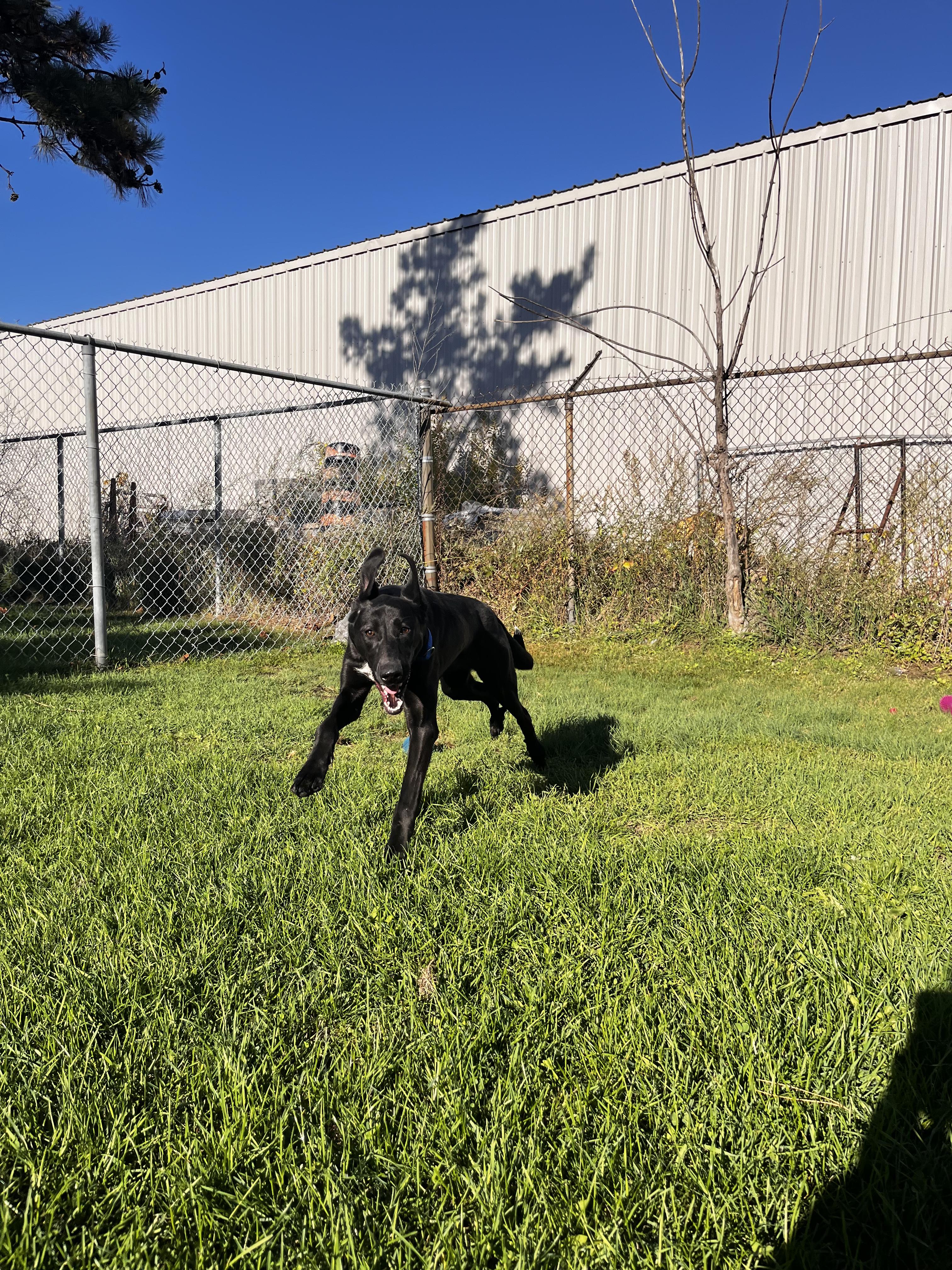 Nebula - Looking for Foster!!, an adoptable Mastiff, German Shorthaired Pointer in Mississauga, ON, L5C 4H4 | Photo Image 2