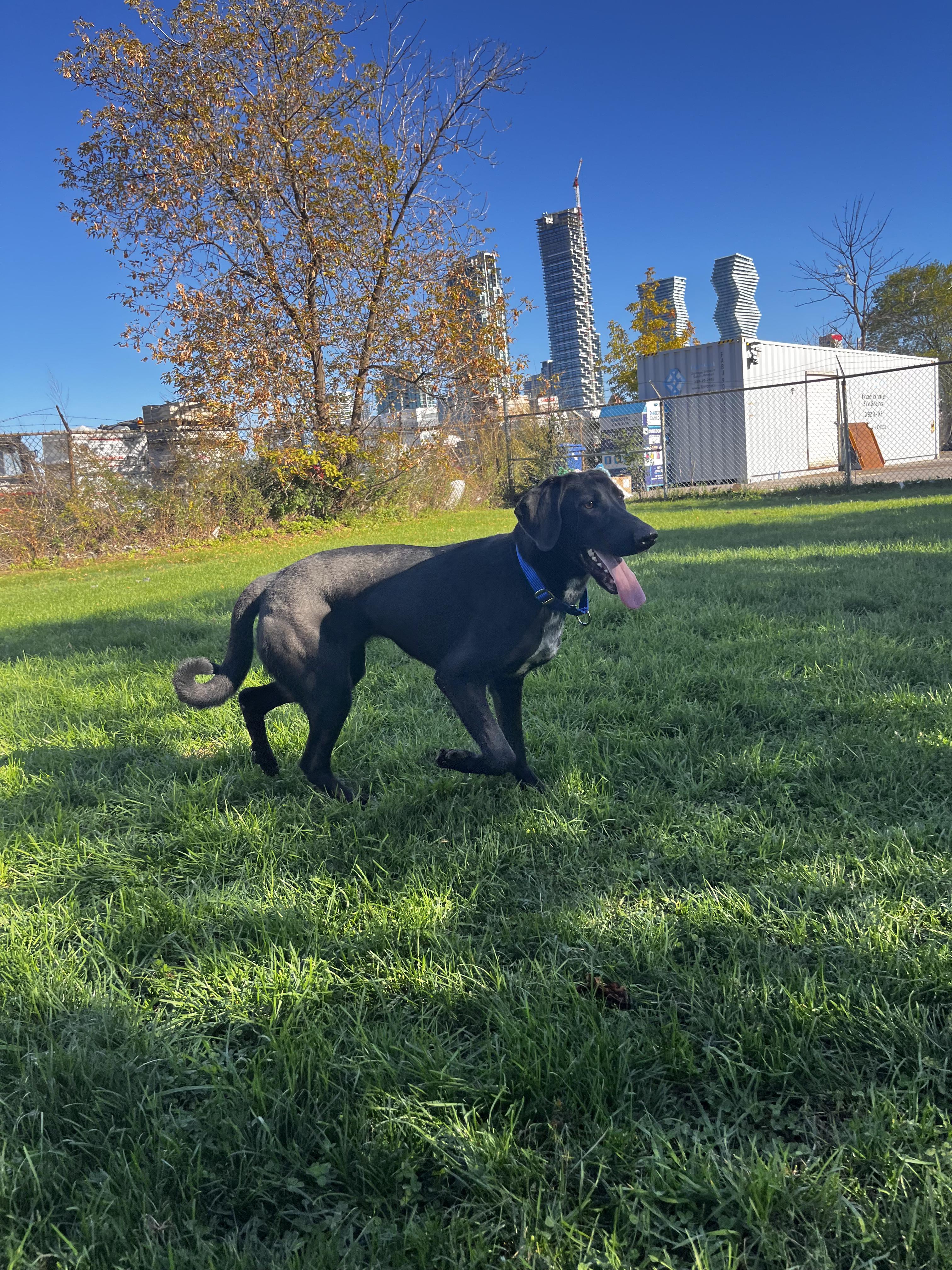 Nebula - Looking for Foster!!, an adoptable Mastiff, German Shorthaired Pointer in Mississauga, ON, L5C 4H4 | Photo Image 5