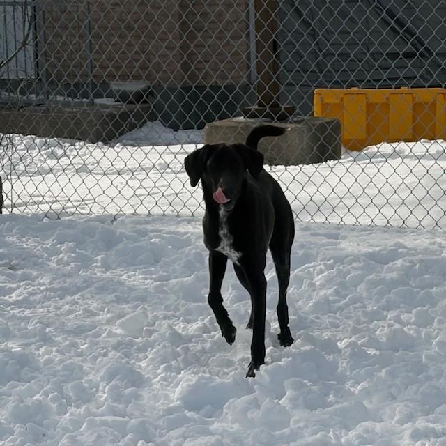 Enlarge Nebula - Looking for Foster!!, a Adoptable mixed breed in Mississauga, ON image 3/6