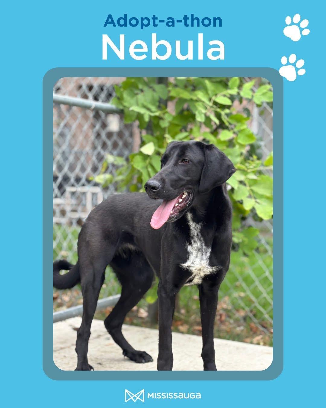 Nebula - Looking for Foster!!, Adoptable, Young Female Mastiff & German Shorthaired Pointer.