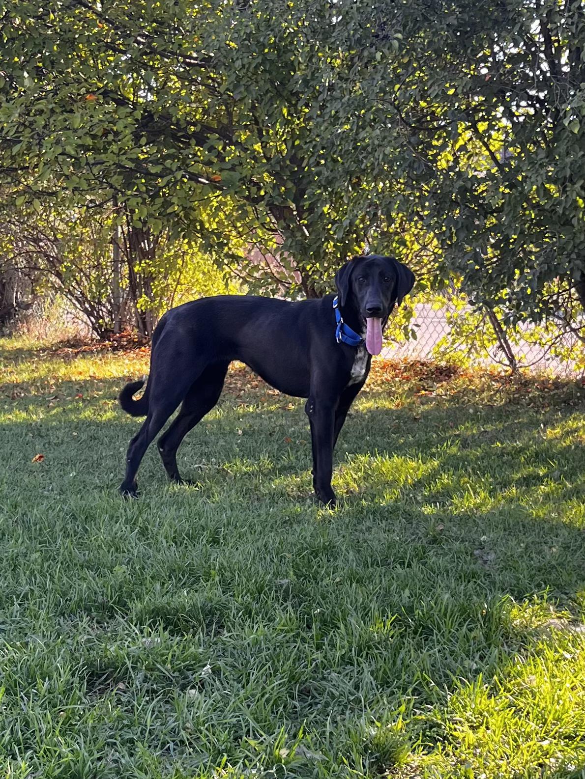 Nebula - Looking for Foster!!, an adoptable Mastiff, German Shorthaired Pointer in Mississauga, ON, L5C 4H4 | Photo Image 4