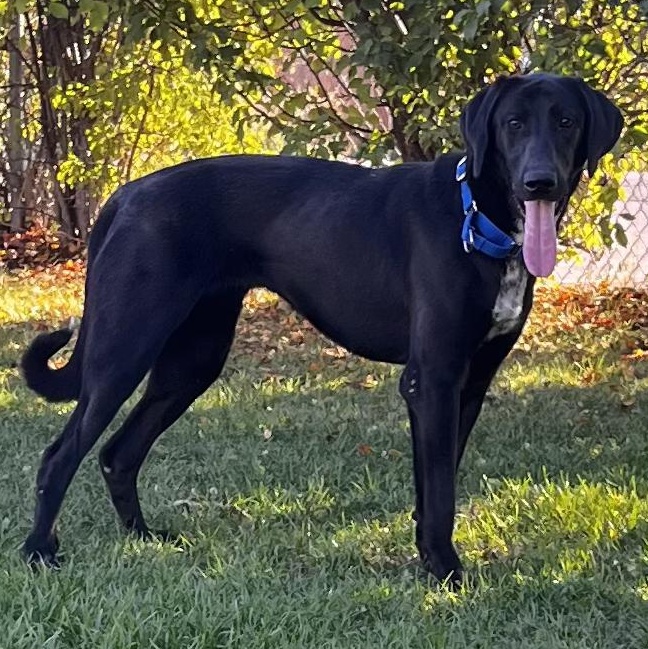 Nebula - Looking for Foster!!, a Adoptable mixed breed in Mississauga, ON image 2/5