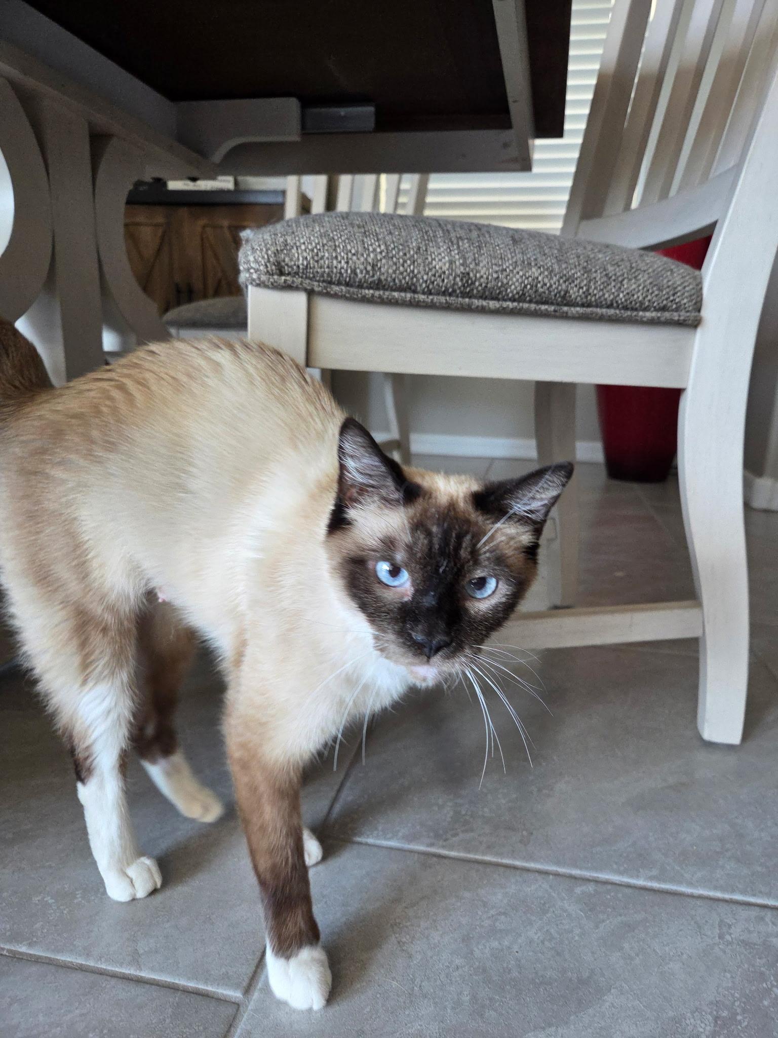 Kimiko, adopted, Adult Female Siamese.
