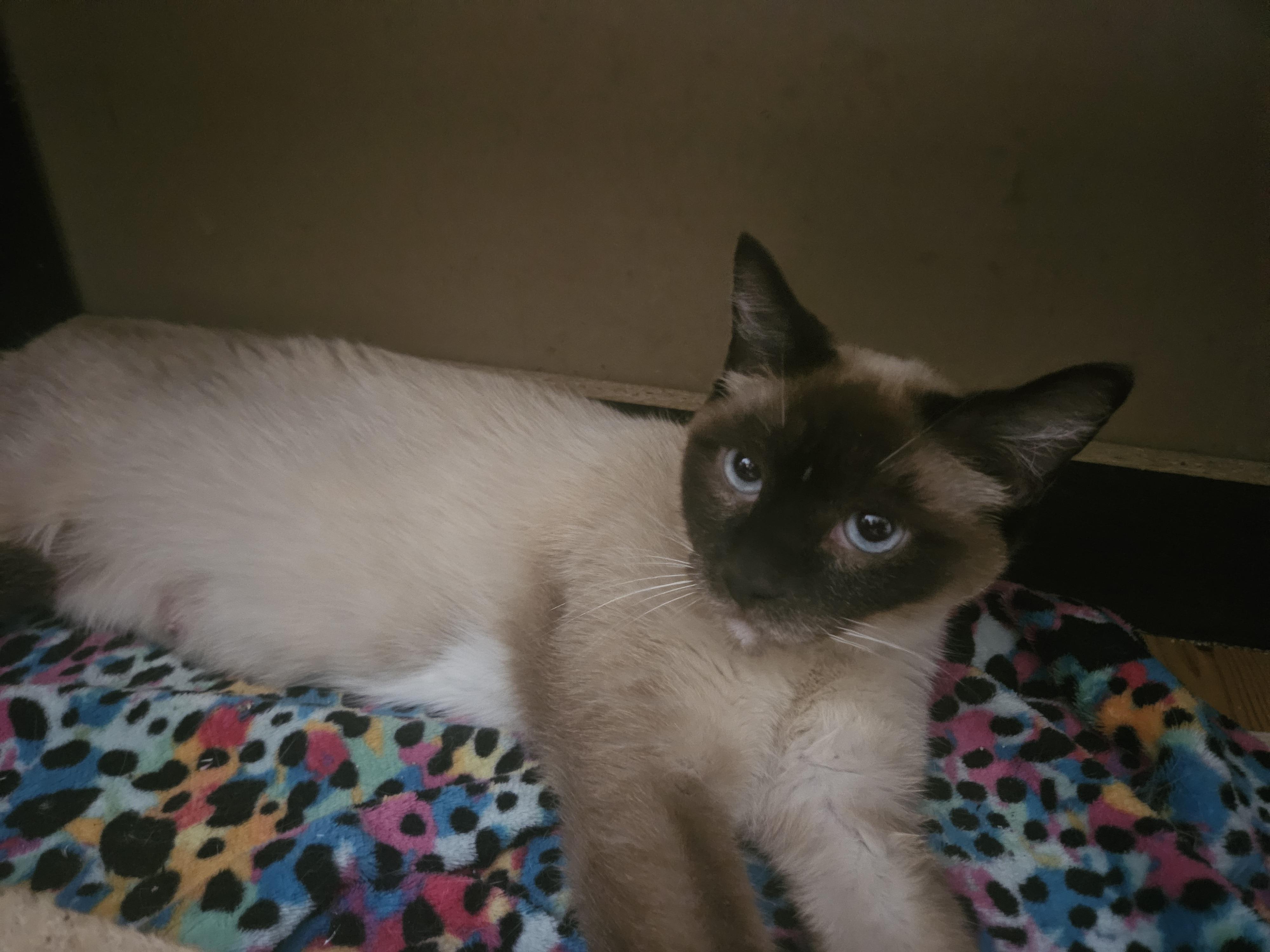 Enlarge Kimiko, an adopted mixed breed in Youngtown, AZ image 4/4