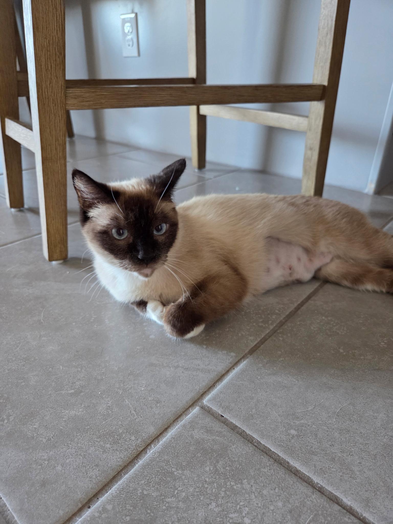 Enlarge Kimiko, an adopted mixed breed in Youngtown, AZ image 2/4