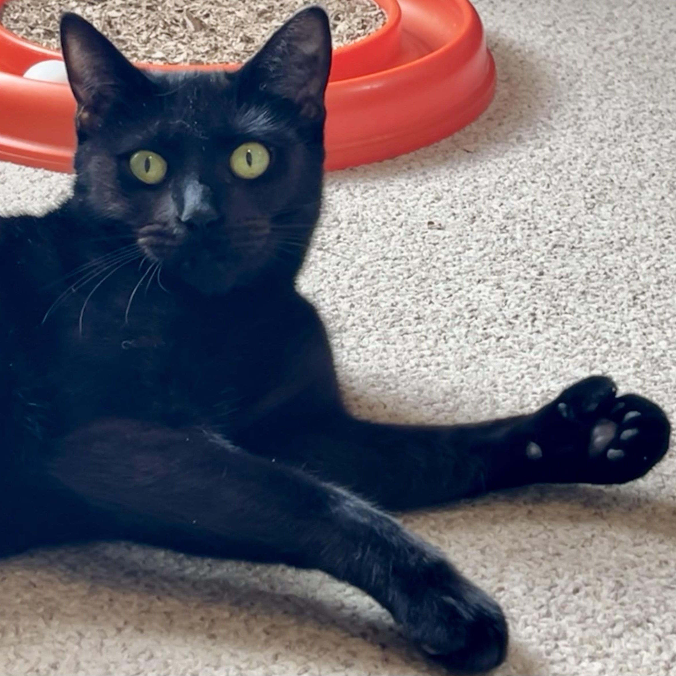 Clover, Adopted, Young Female Domestic Short Hair.