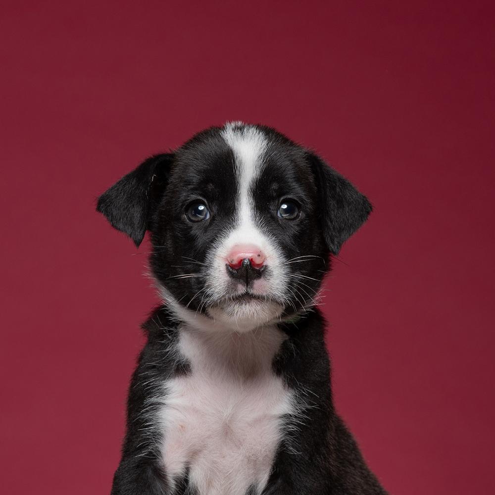 David (Dynamic Duo), Adoptable, Puppy Male Labrador Retriever & Shar-Pei.