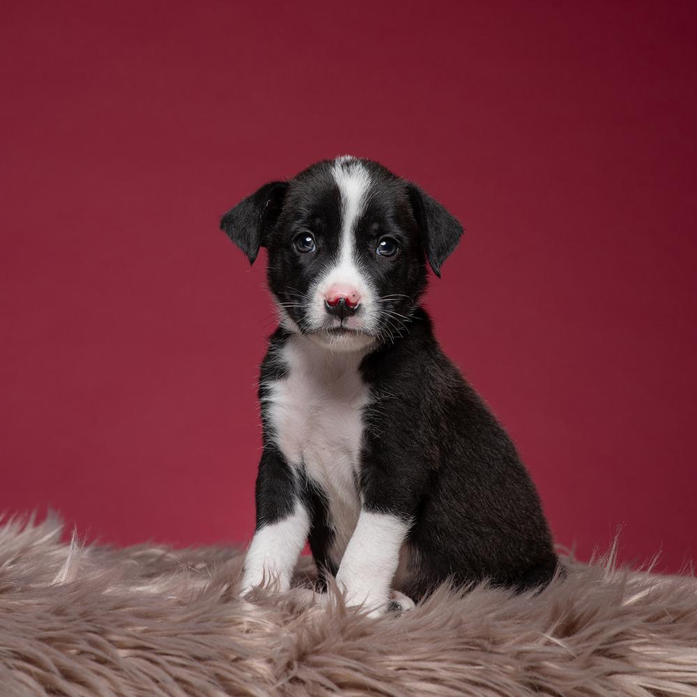 David (Dynamic Duo), a Adoptable mixed breed in New Albany, OH image 2/3