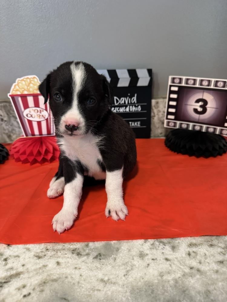 David (Dynamic Duo), a Adoptable mixed breed in New Albany, OH image 3/3
