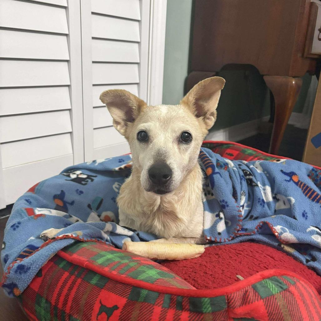 Betsy, Adoptable, Senior Female Cattle Dog.