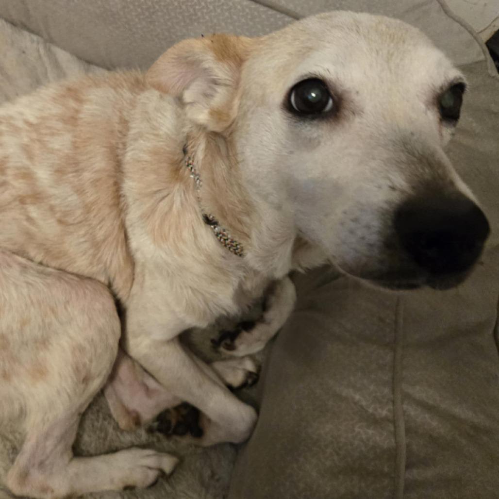 Enlarge Betsy, a Adoptable Cattle Dog in Waggaman, LA image 2/5