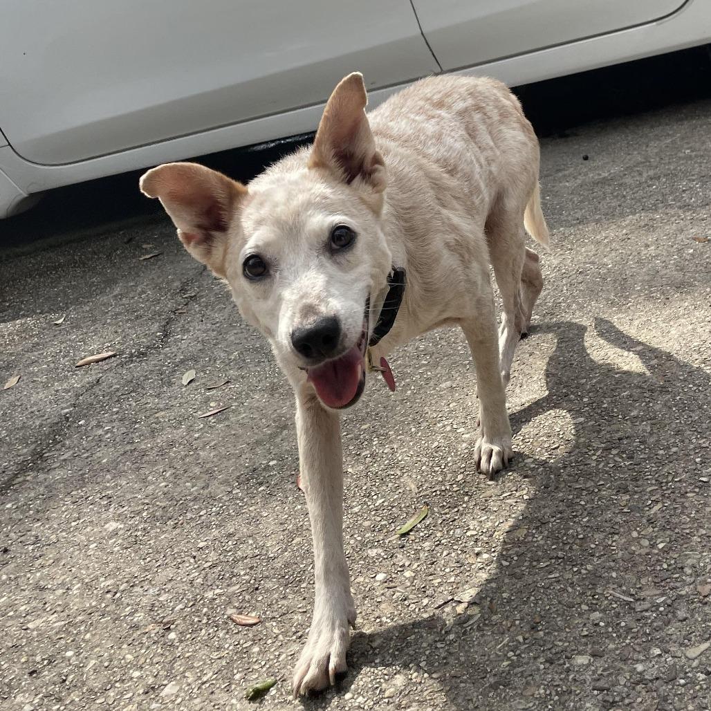 Enlarge Betsy, a Adoptable Cattle Dog in Waggaman, LA image 3/5