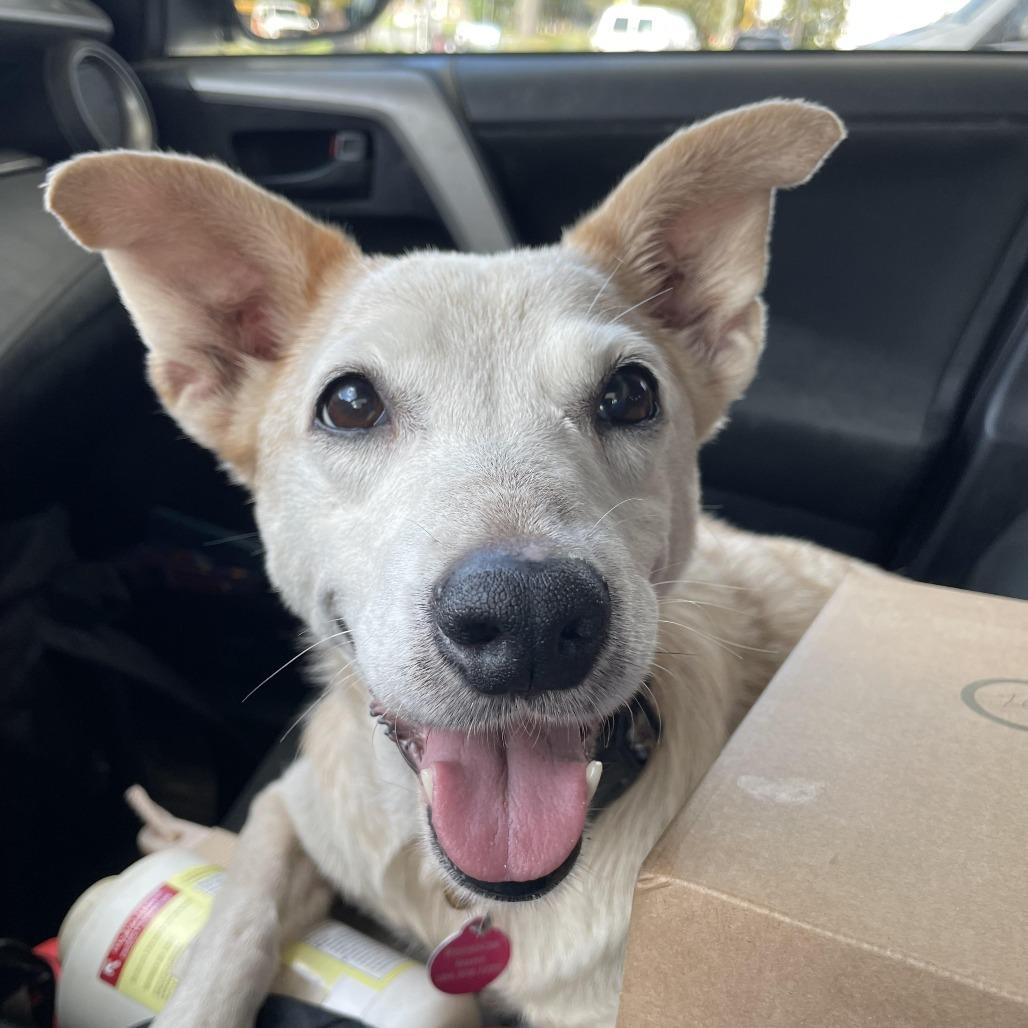 Enlarge Betsy, a Adoptable Cattle Dog in Waggaman, LA image 5/5