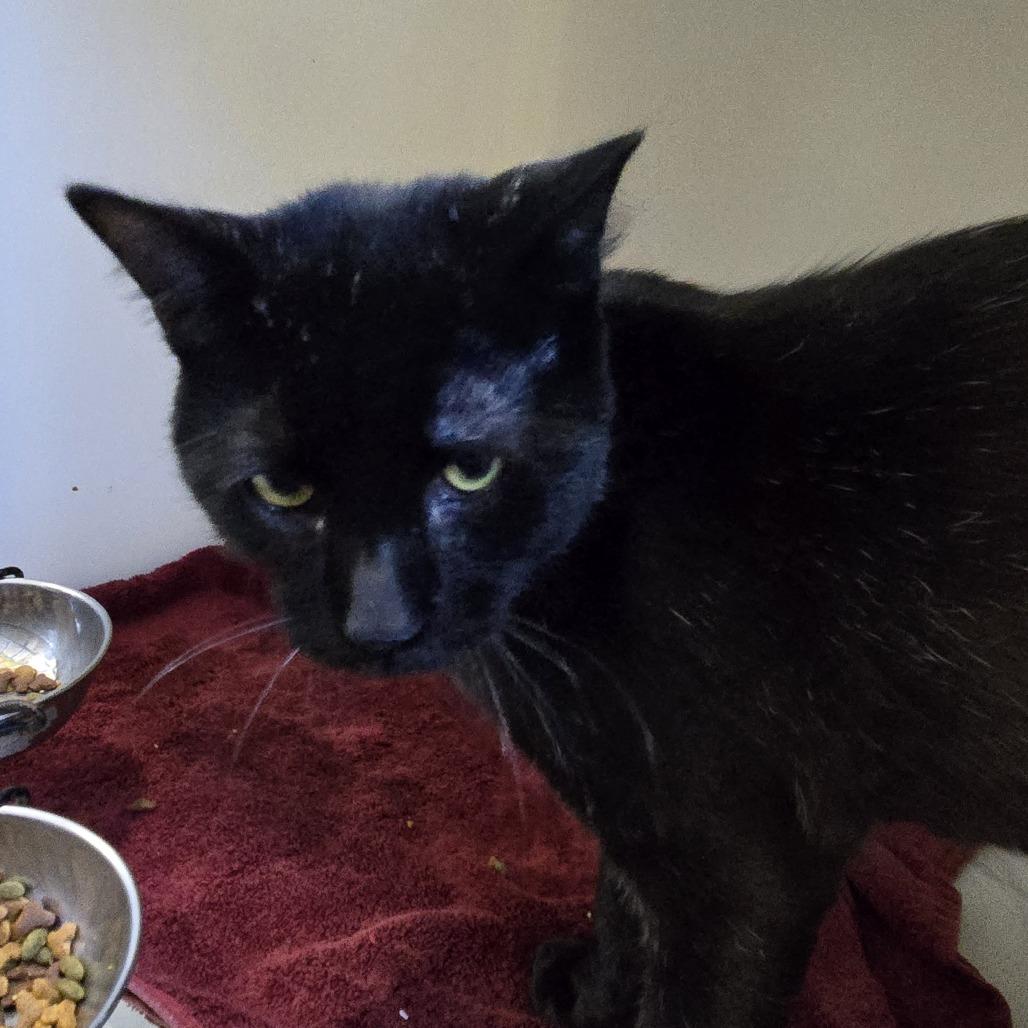 Enlarge Traveler, a Adoptable Domestic Short Hair in Tawas City, MI image 1/1