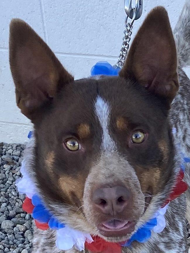Hawke, Adopted, Young Male Australian Cattle Dog / Blue Heeler.