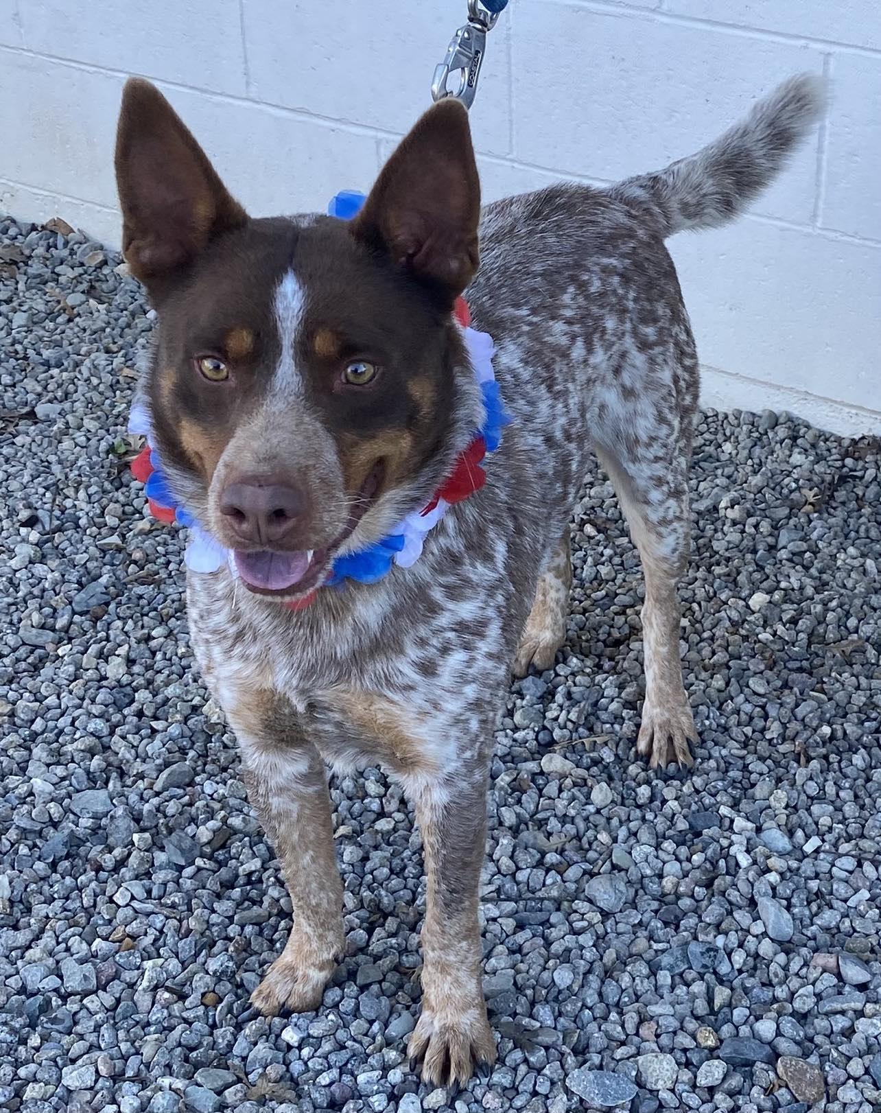 Enlarge Hawke, a Adopted Australian Cattle Dog / Blue Heeler in Placerville, CA image 2/2