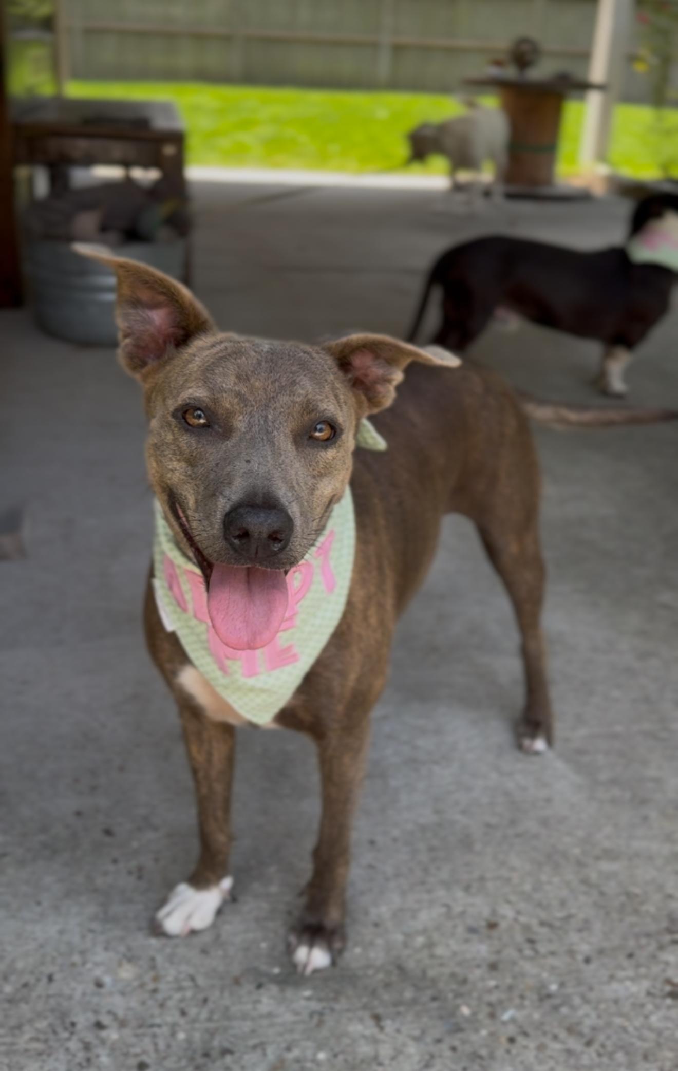 Georgia, a hold mixed breed in Houston, TX image 2/6