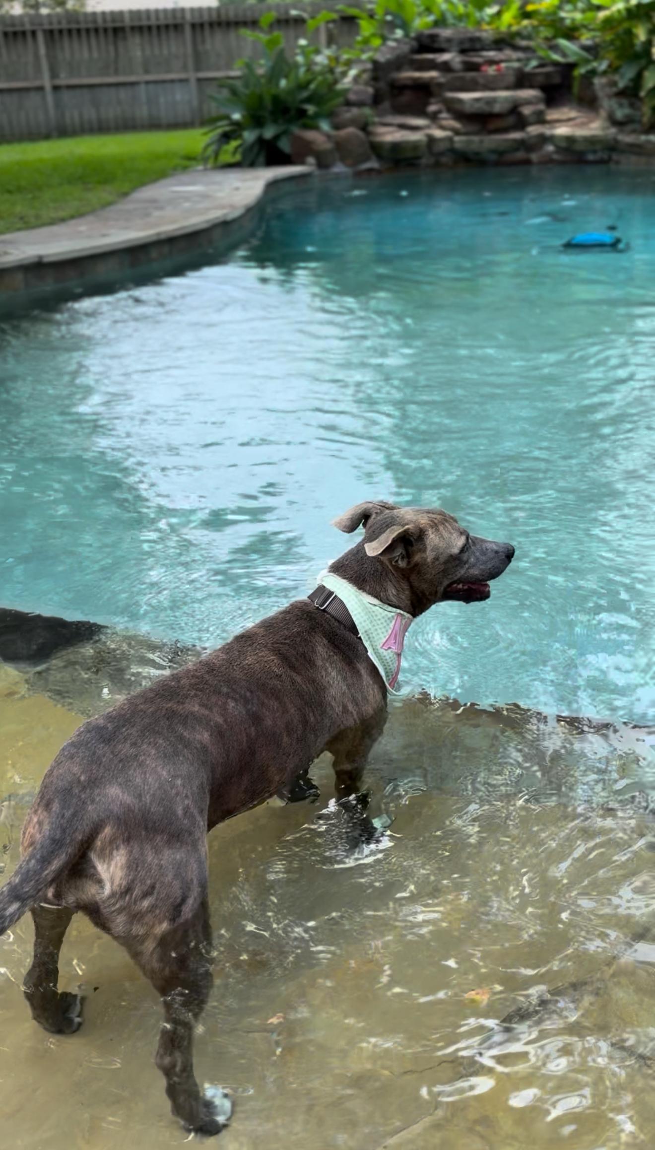 Georgia, a hold mixed breed in Houston, TX image 3/6