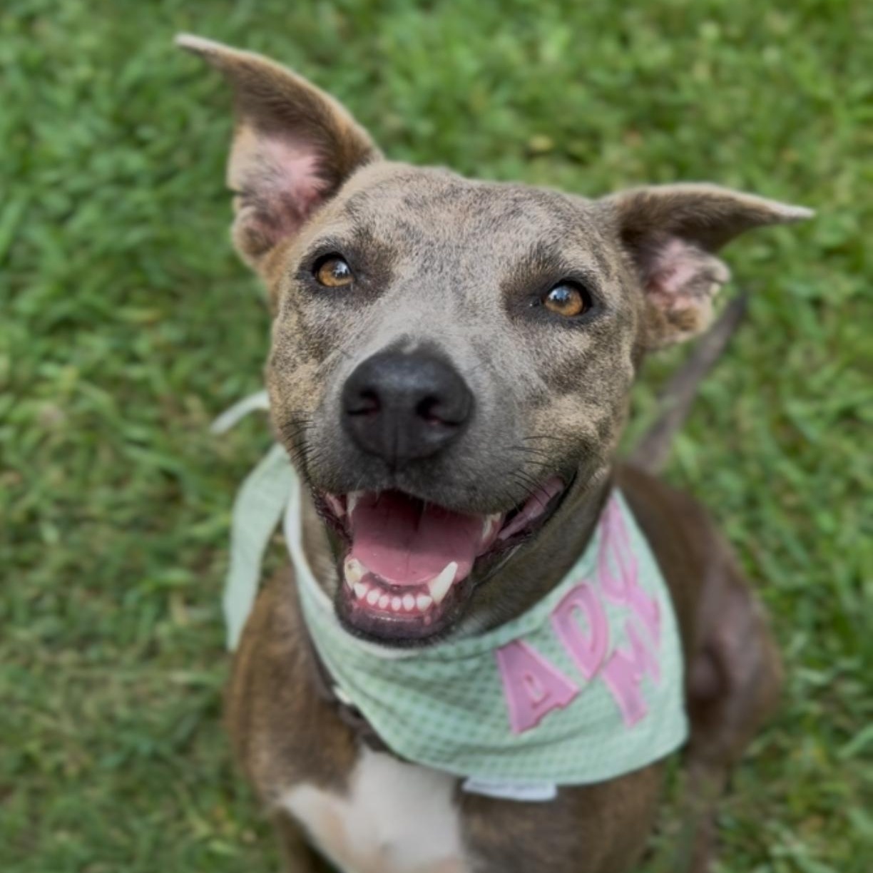 Georgia, adoptable, Adult Female American Staffordshire Terrier.