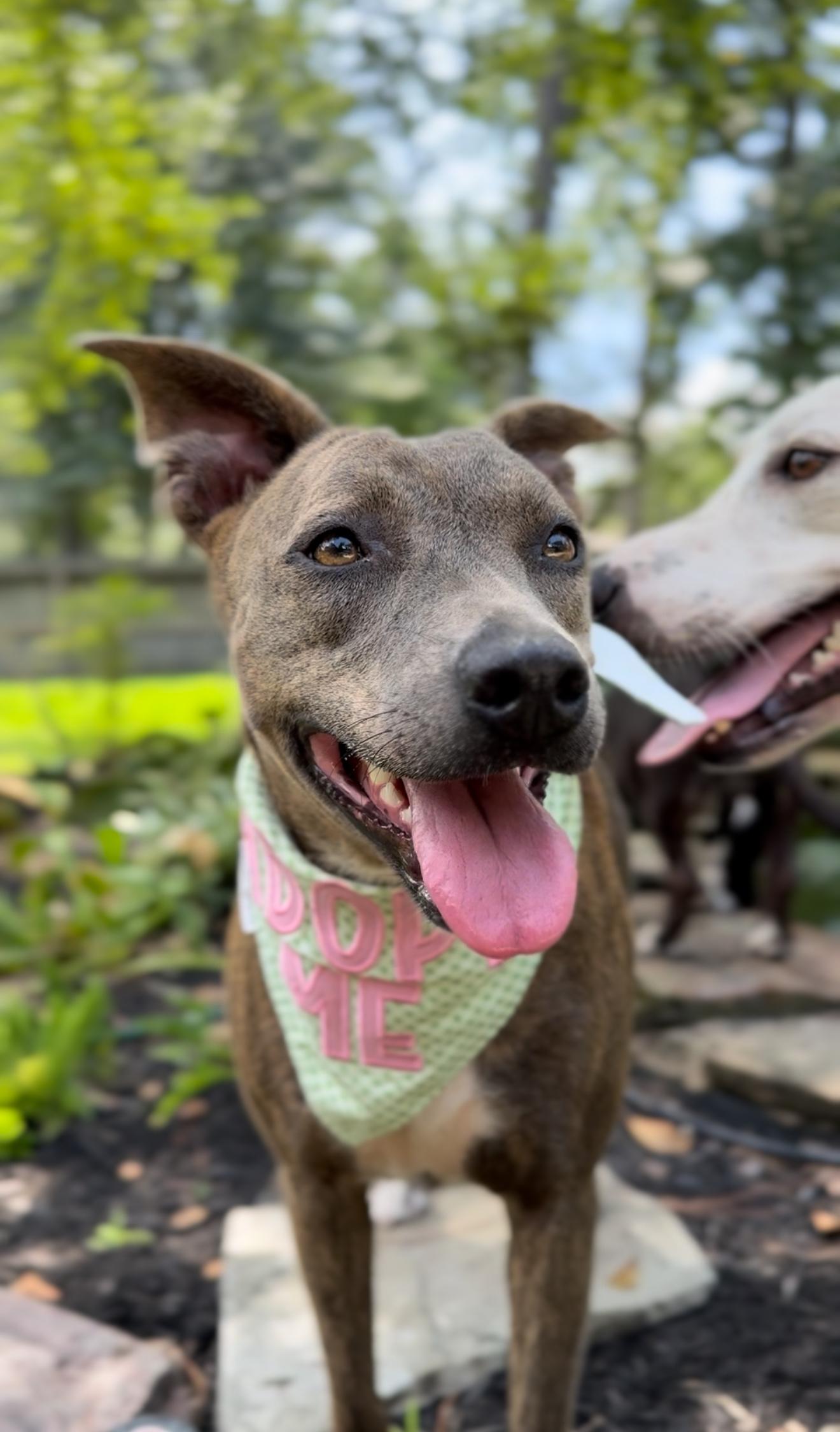 Georgia, a hold mixed breed in Houston, TX image 4/6