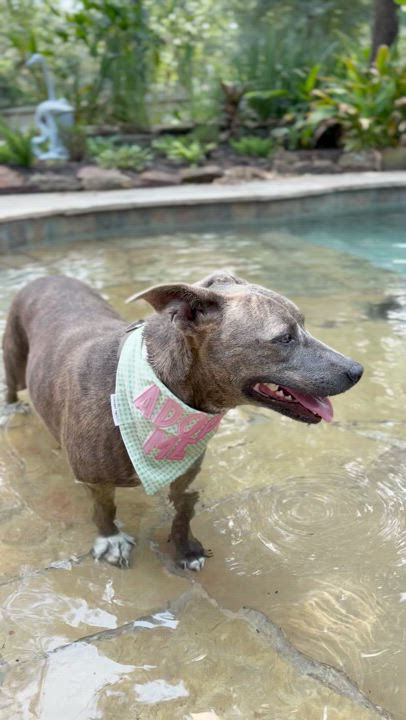 Enlarge Georgia, a hold mixed breed in Houston, TX video 5/6